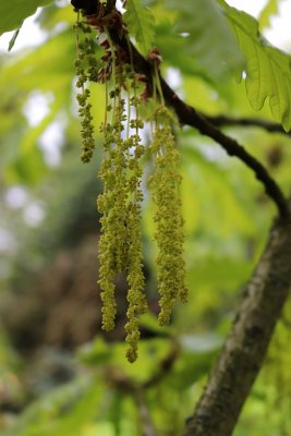 Quercus macranthera - dub velkokvětý - květenství 2